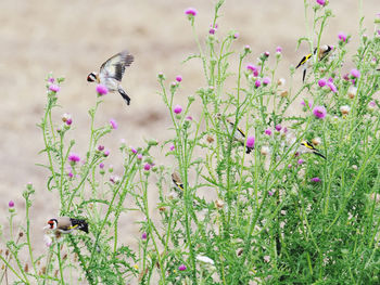 Goldfinches perching on a thistle