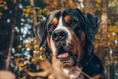 Close-up of dog