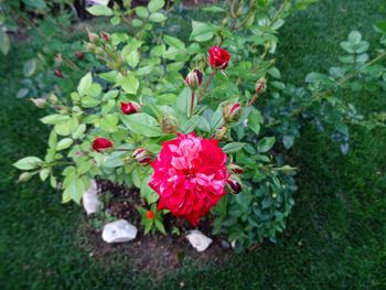 Close-up of red flowering plants