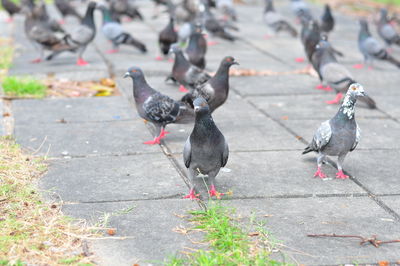 High angle view of pigeons perching on footpath
