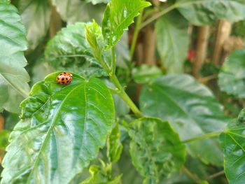 Close-up of ladybug on leaf