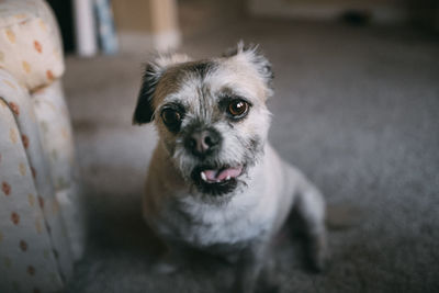 Portrait of a dog