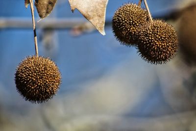 Close-up of thistle