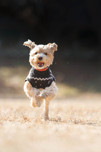 Small dog running on a field