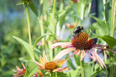 Close-up of butterfly pollinating on flower