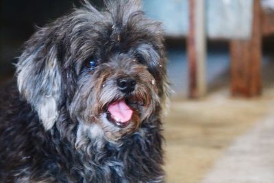 Close-up portrait of dog