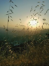 Close-up of grass on field against clear sky at sunset