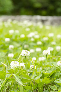 Close-up of white flowering plant on field