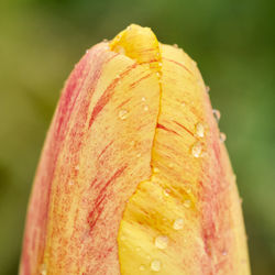 Close-up of wet yellow flower