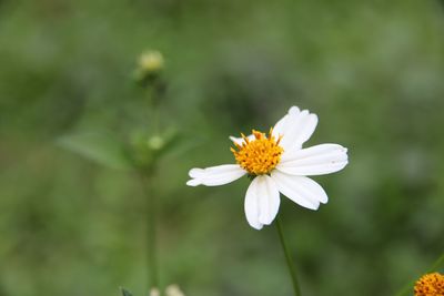 Close-up of white flower blooming outdoors