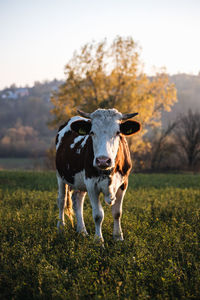 Portrait of cow standing on field