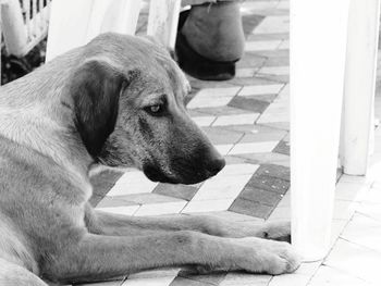 Close-up of dog sitting on floor