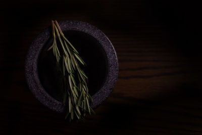 Close-up of plant on table against black background