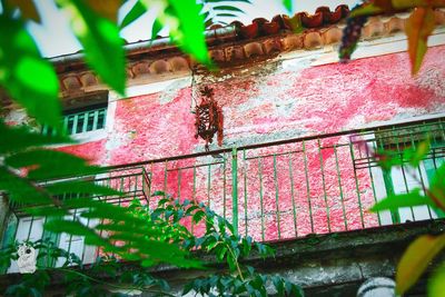 Plants growing against built structure