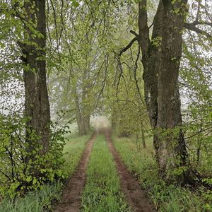 Road amidst trees in forest