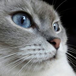 Close-up of cat