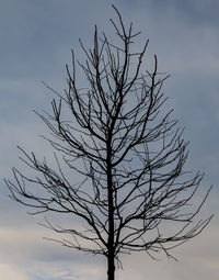 Low angle view of silhouette bare tree against sky