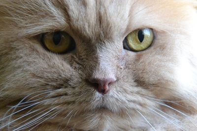 Close-up portrait of cat