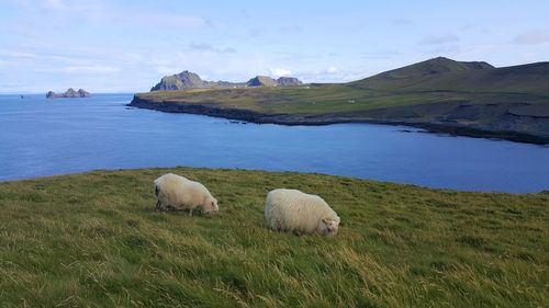 Sheep in a field