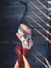 Low section of woman standing with cat