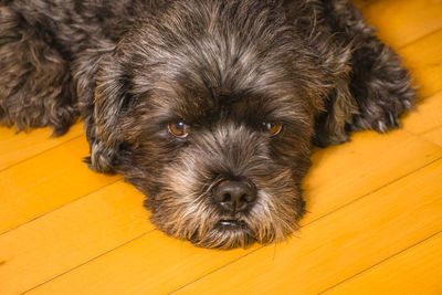 Close-up portrait of a dog