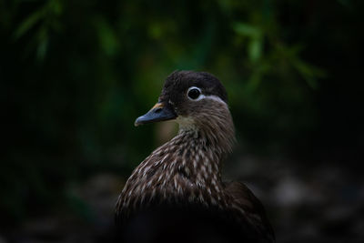 Close-up of bird