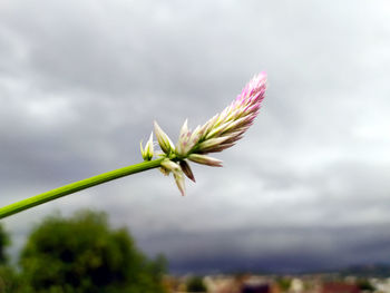 Close-up of flowering plant against cloudy sky
