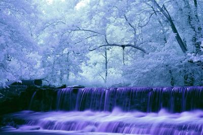 Reflection of trees in water