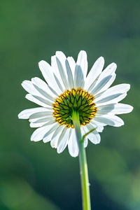 Close-up of white flower