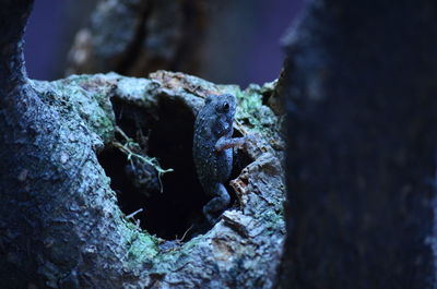 Close-up of tree trunk