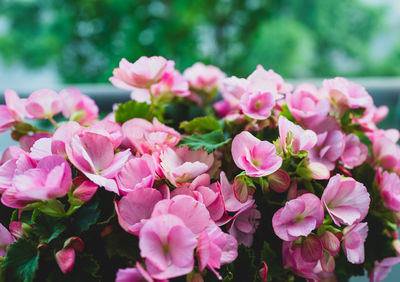 Close-up of pink flowering plants