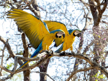 Low angle view of parrot perching on tree