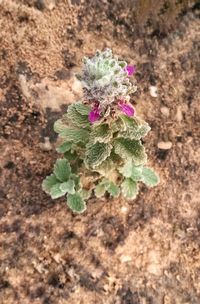 High angle view of purple flowering plant on land