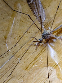 High angle view of dragonfly on wood