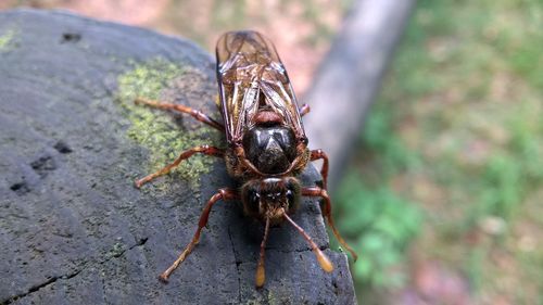 Close-up of insect
