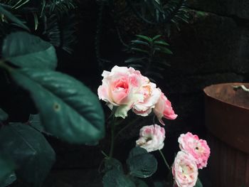 Close-up of pink roses