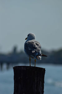 Close-up of seagull perching on wooden post