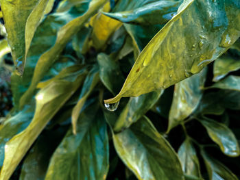 Close-up of wet leaves