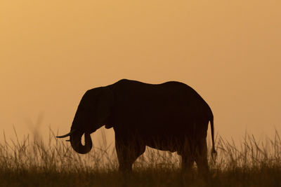 Silhouette of horse grazing on field during sunset