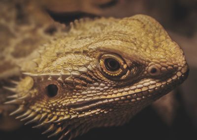 Close-up of lizard