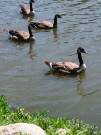 Ducks in a lake