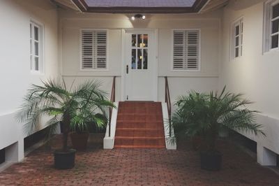 Potted plant against building