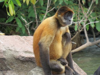 Brown monkey sitting on rock
