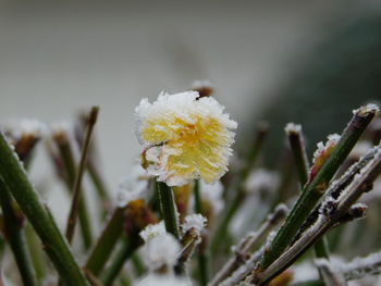 Close-up of frozen plant