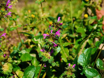 Close-up of pink flowers