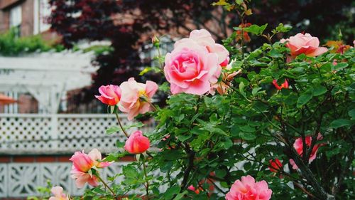 Close-up of pink rose