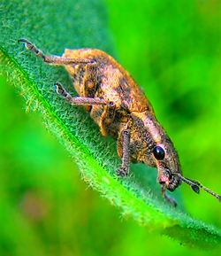 Close-up of insect on grass