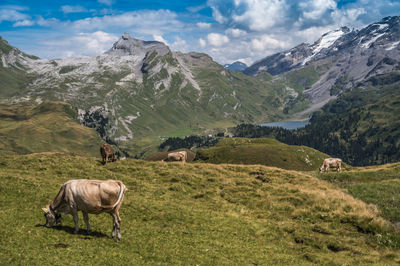 Cows at wandertrail horizontweg from alpen tower to engstlenalp, along gental, switzerland