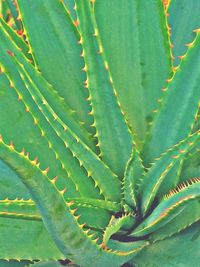 Full frame shot of aloe vera plant