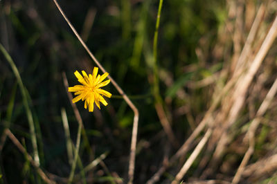 Close-up of yellow flower